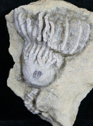 Great Platycrinites Crinoid From Alabama #9044